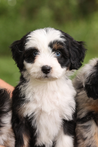 F1 Mini Aussiedoodle